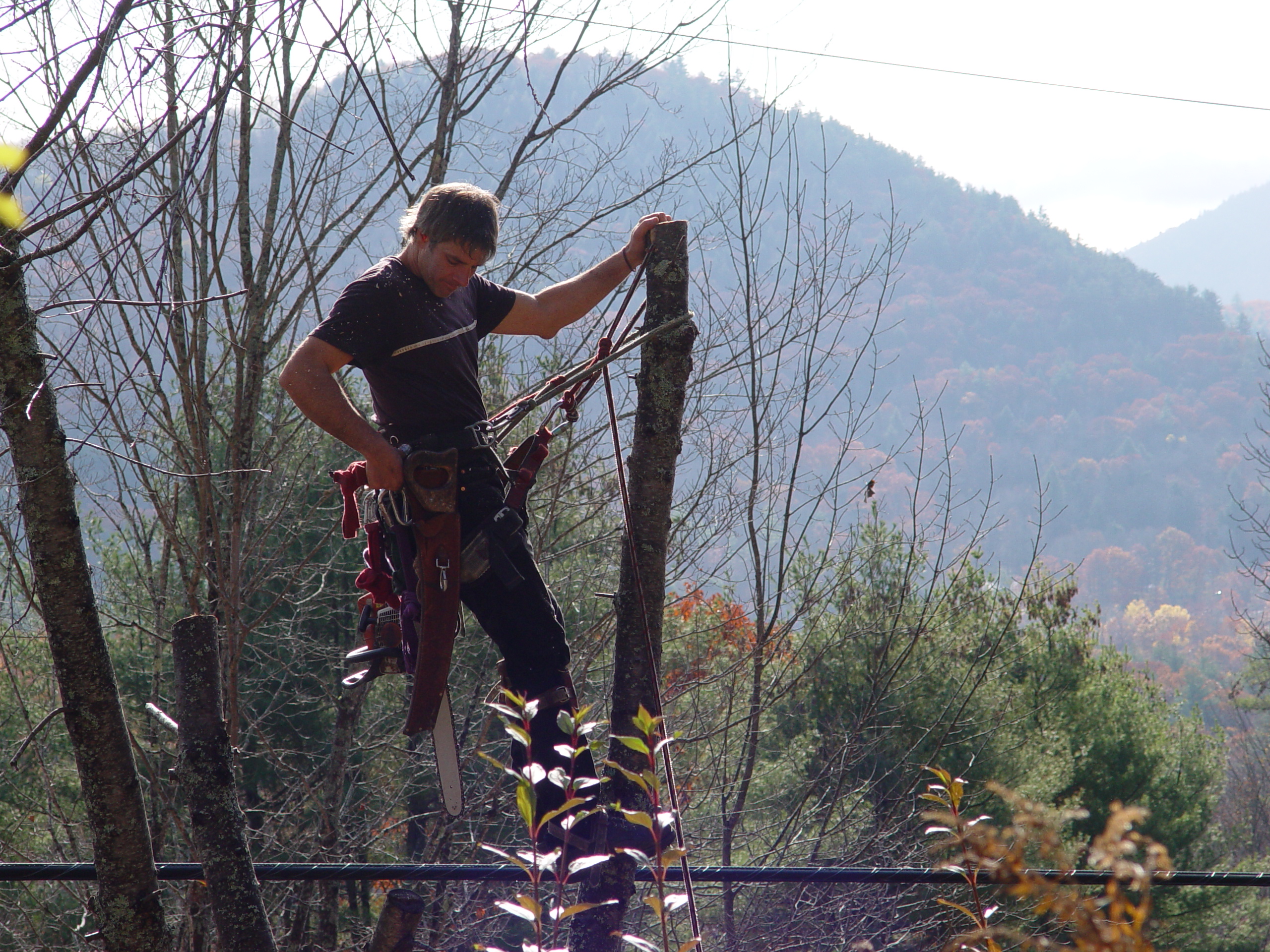 Tree Worker 1