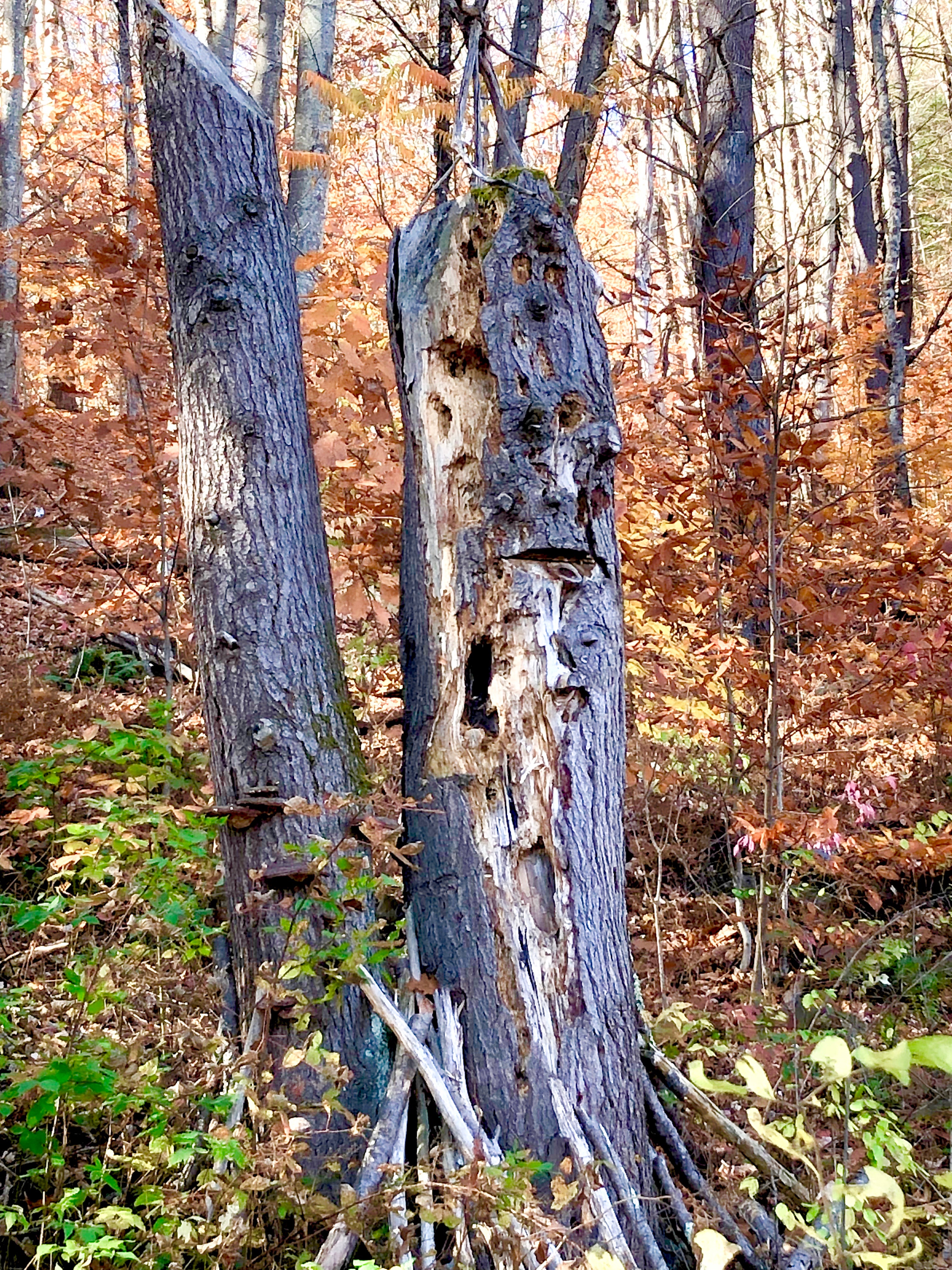 Results from years of bear & woodpecker work