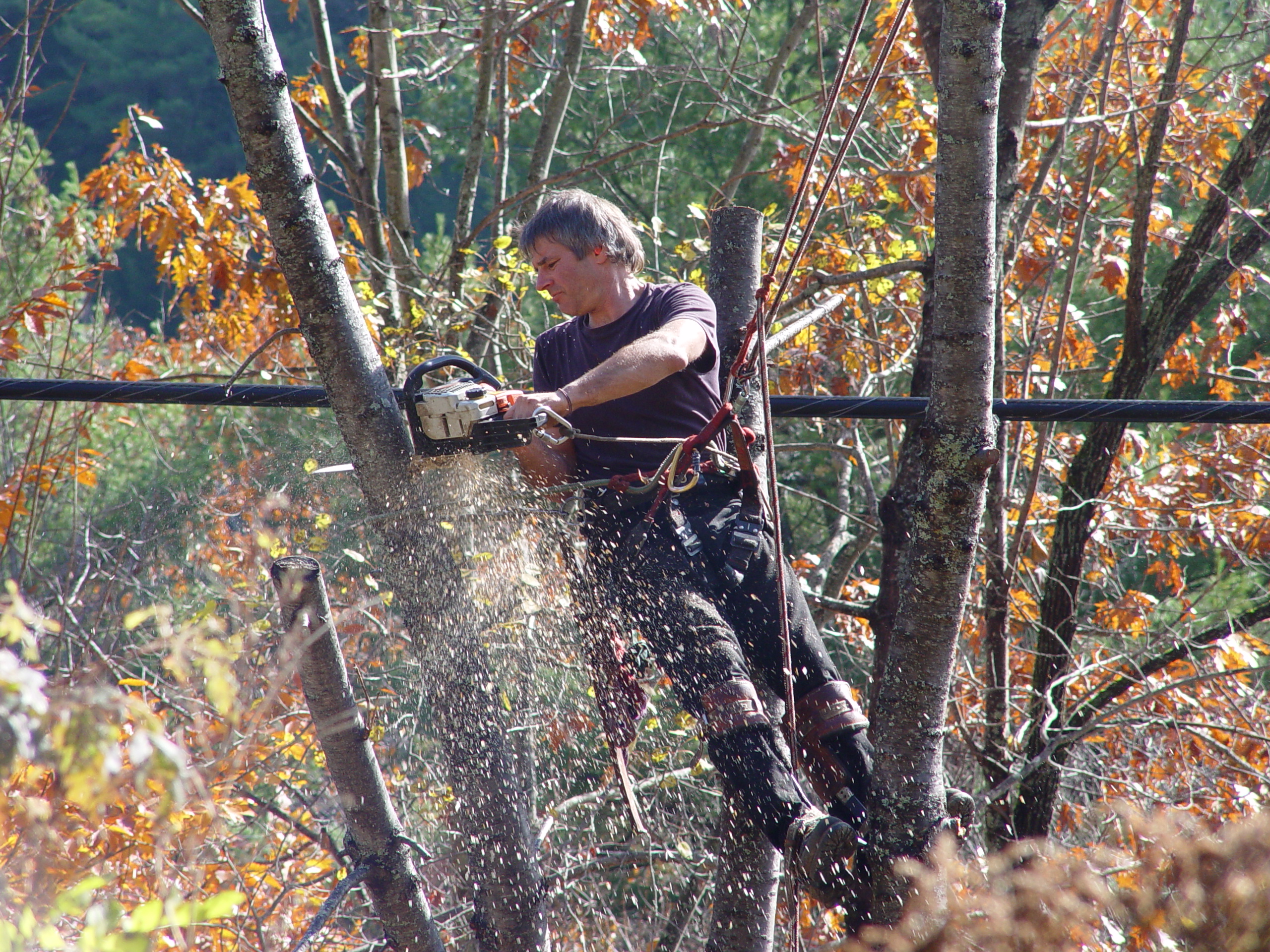 Tree Worker 2