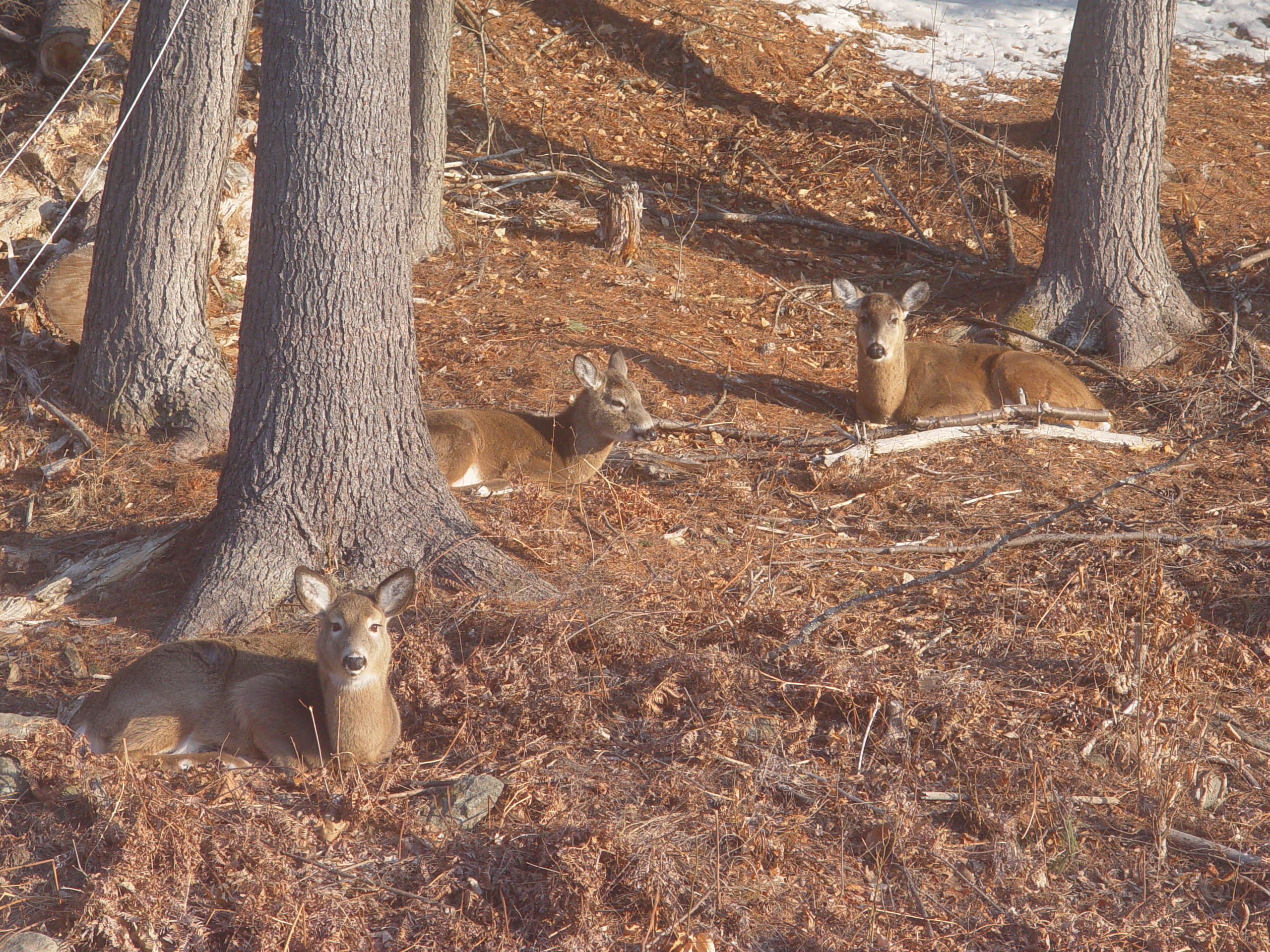 Deer hiding in the area