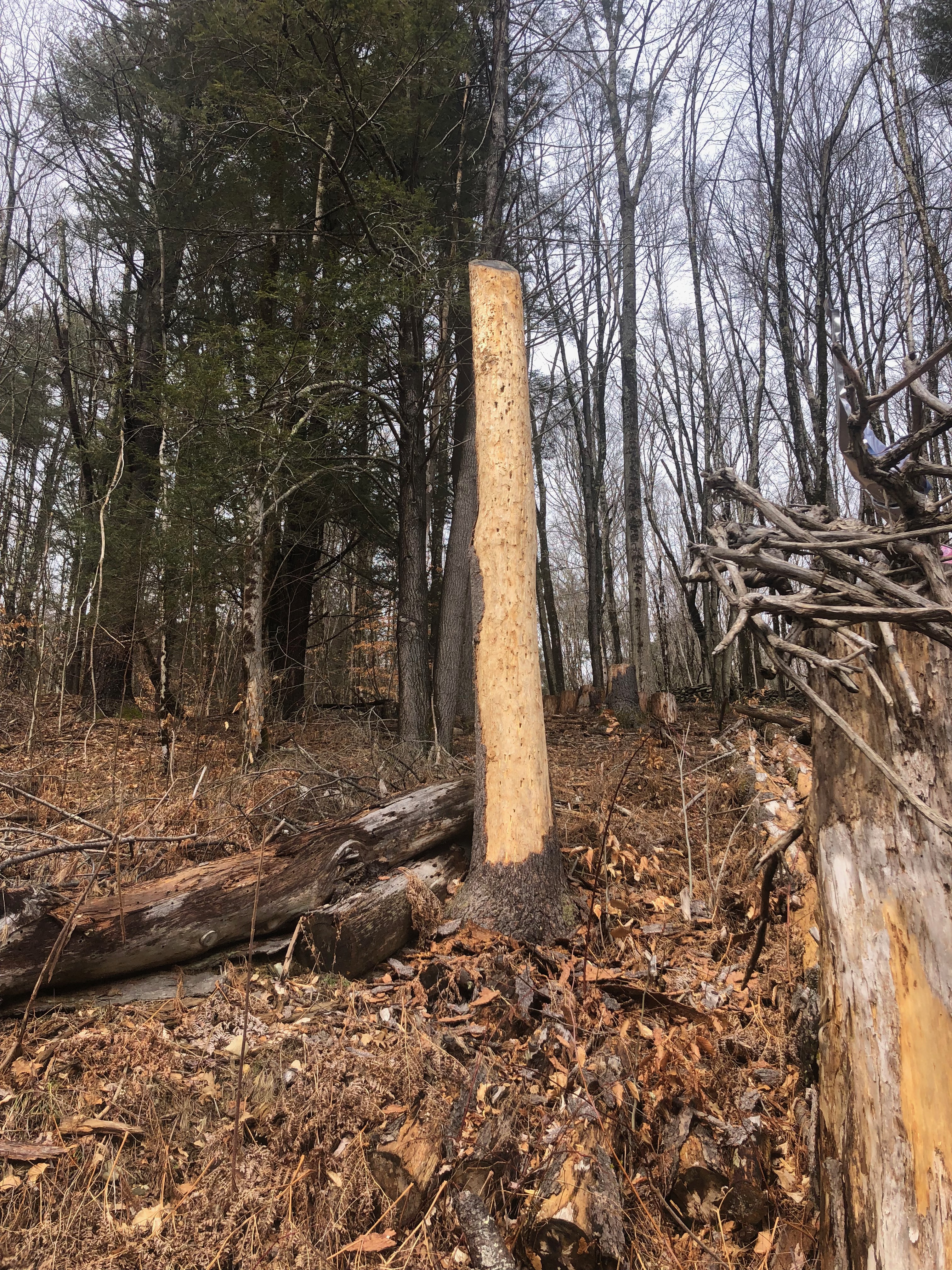 Debarked trunk